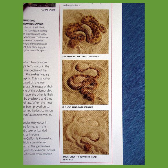 Book - Snake: The Essential Visual Guide by Chris Mattison - Picture 10 of 16